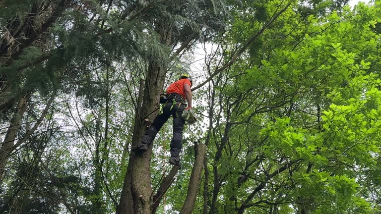 How Our Tree Care Process Works  in Commerce, TX